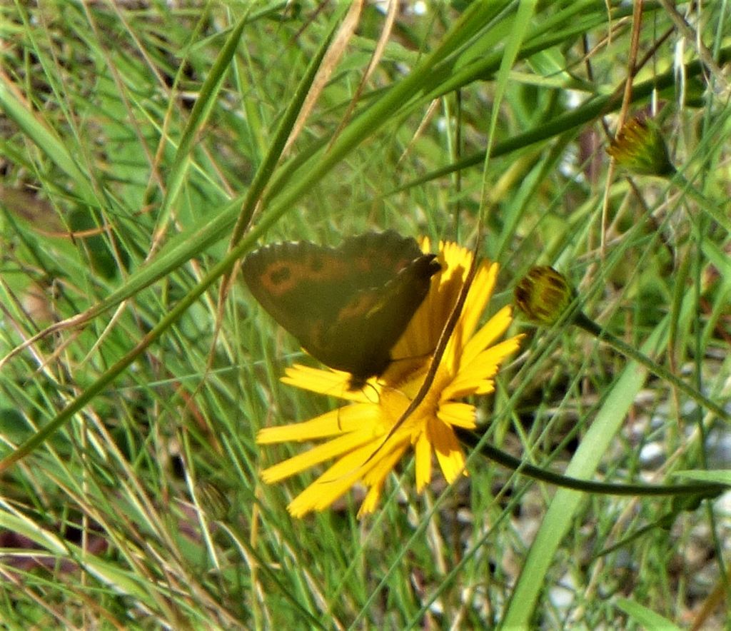 Erebie - cf. Erebia ligea